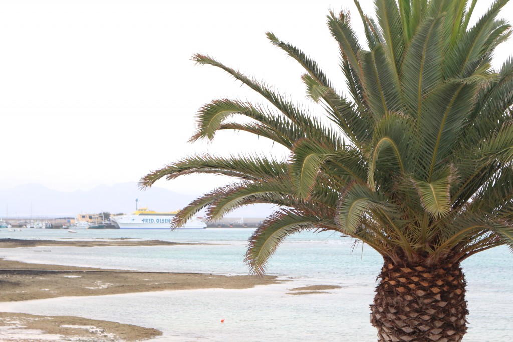 fuerteventura-corralejo-island-canaryisland-beach-palmtree-vintageandbeauty.com-travelblog