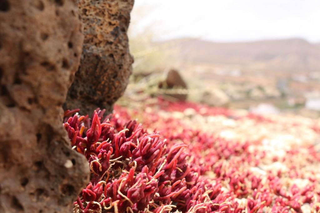 rockplants-redplants-fuerteventura-vintageandbeauty.com