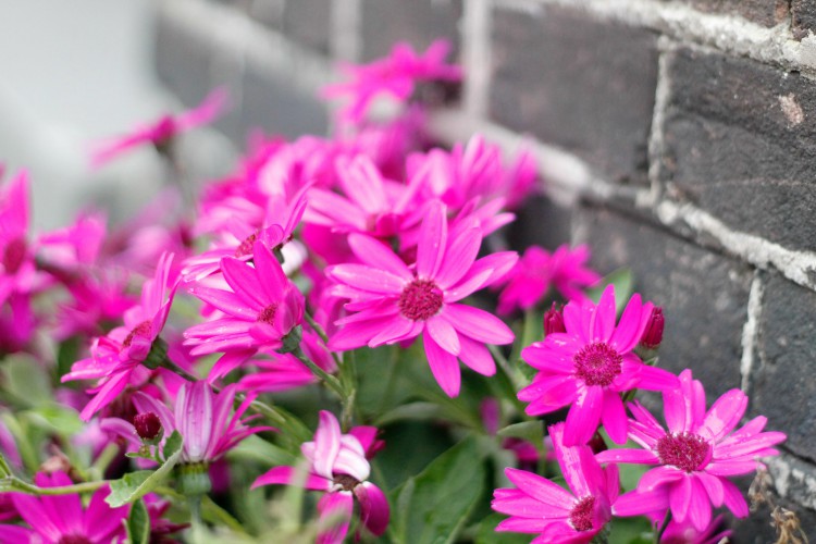 kim buining fotografie -groningen -bloemen groningen